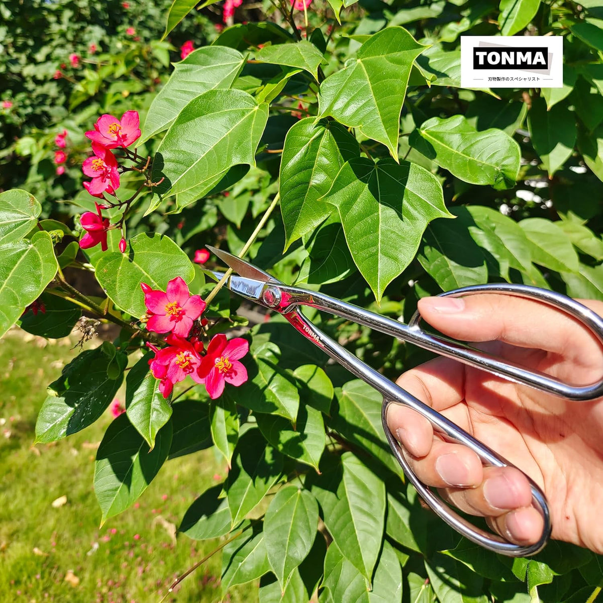 TONMA Satsuki Bonsai Scissors [Made in Japan] Professional 8.5 inch Garden Bonsai Tools Japanese