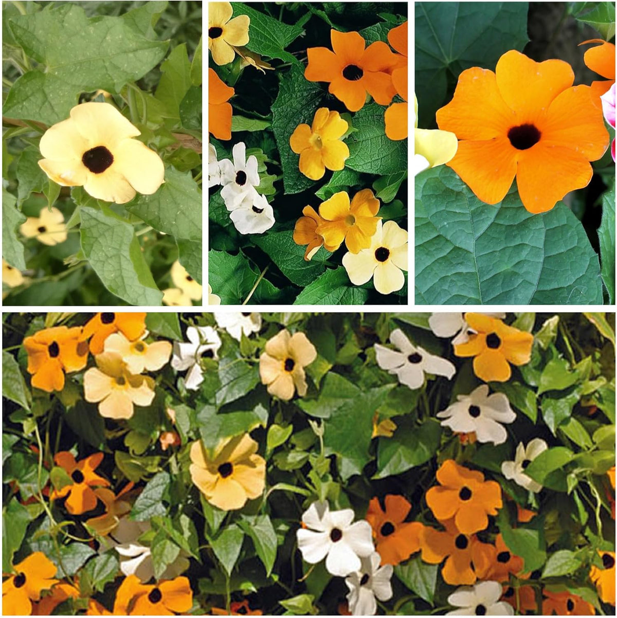 Seed Needs, Black-Eyed Susan Vine Seeds - 100 Heirloom Seeds for Planting Thunbergia alata - Annual