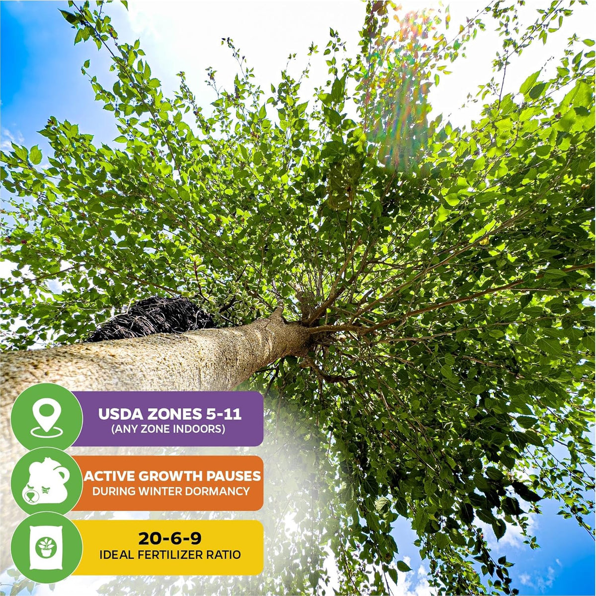 Dwarf Everbearing Black Mulberry Tree Live Plant – Morus nigra – Wellspring Gardens - Premium Fruit