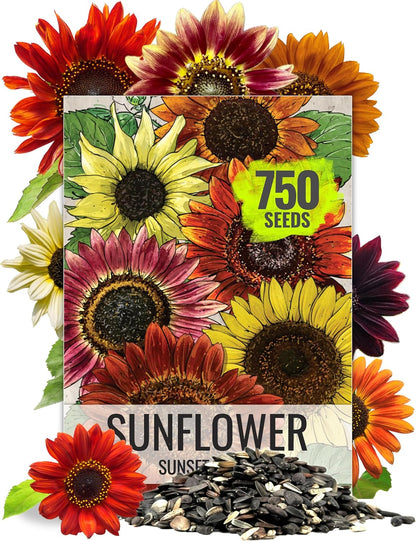 Seed Needs Sunflower Seeds to Plant Sunset Blend 7 Varieties Mix | 750+ Seeds Helianthus Annuus