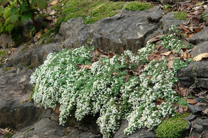 Perennial Farm Aster Ericoides ‘Snow Flurry’ (White Heath Aster) – Live Perennial in #1 Container