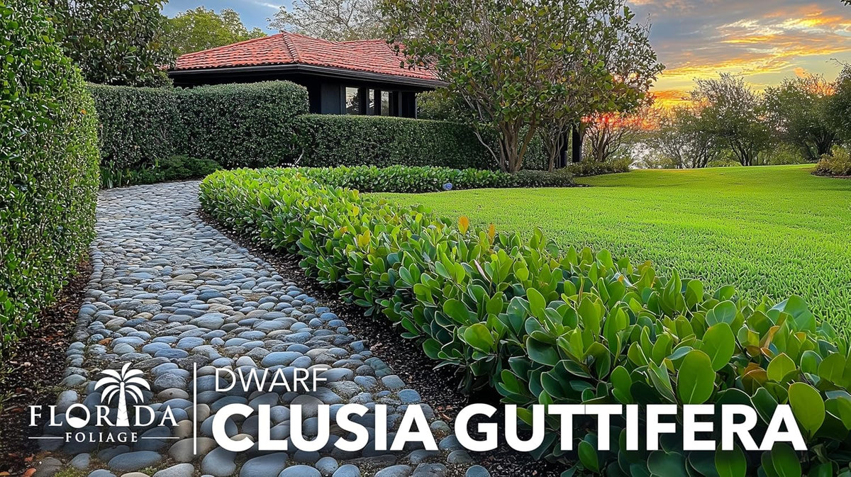 Clusia Guttifera Small Leaf | 30 Live Plants | Clusia guttifera | Privacy Hedge Plants | Evergreen
