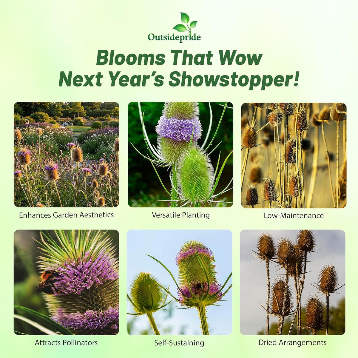Outsidepride Teasel Seeds - 1000 Pcs. Biennal, Low Maintenance & Drought Tolerant, Flower Seeds for