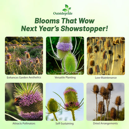 Outsidepride Teasel Seeds - 1000 Pcs. Biennal, Low Maintenance & Drought Tolerant, Flower Seeds for
