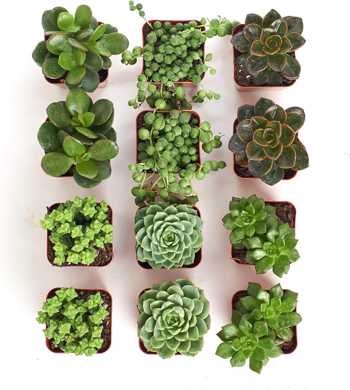 Shop Succulents | Verde Collection | Assortment of Hand Selected, Fully Rooted Live Indoor Green
