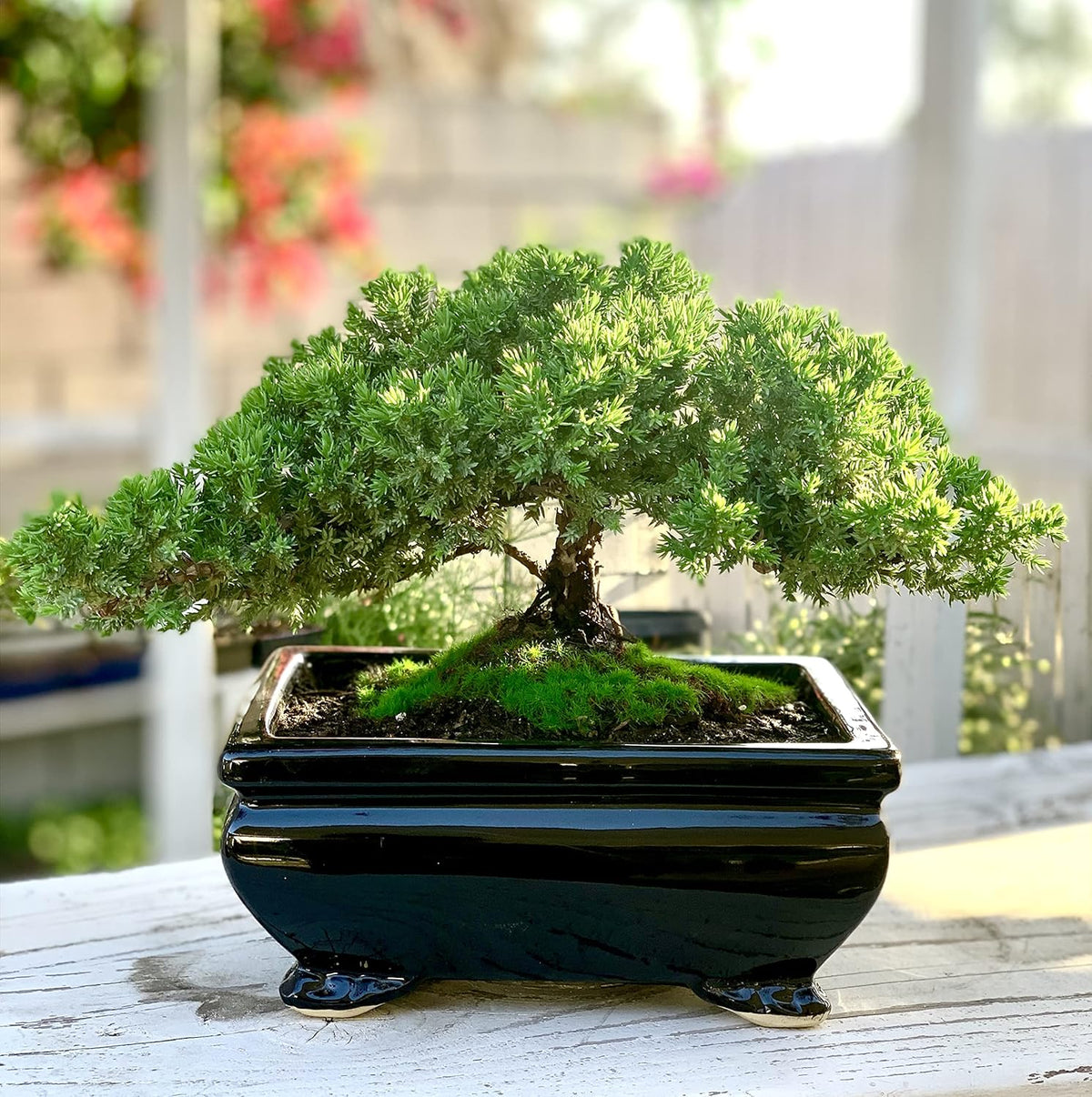 Live Dwarf Juniper Bonsai Tree | Indoor/Outdoor | 100% Handcrafted| Home and Office Décor | Best