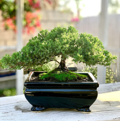 Live Dwarf Juniper Bonsai Tree | Indoor/Outdoor | 100% Handcrafted| Home and Office Décor | Best