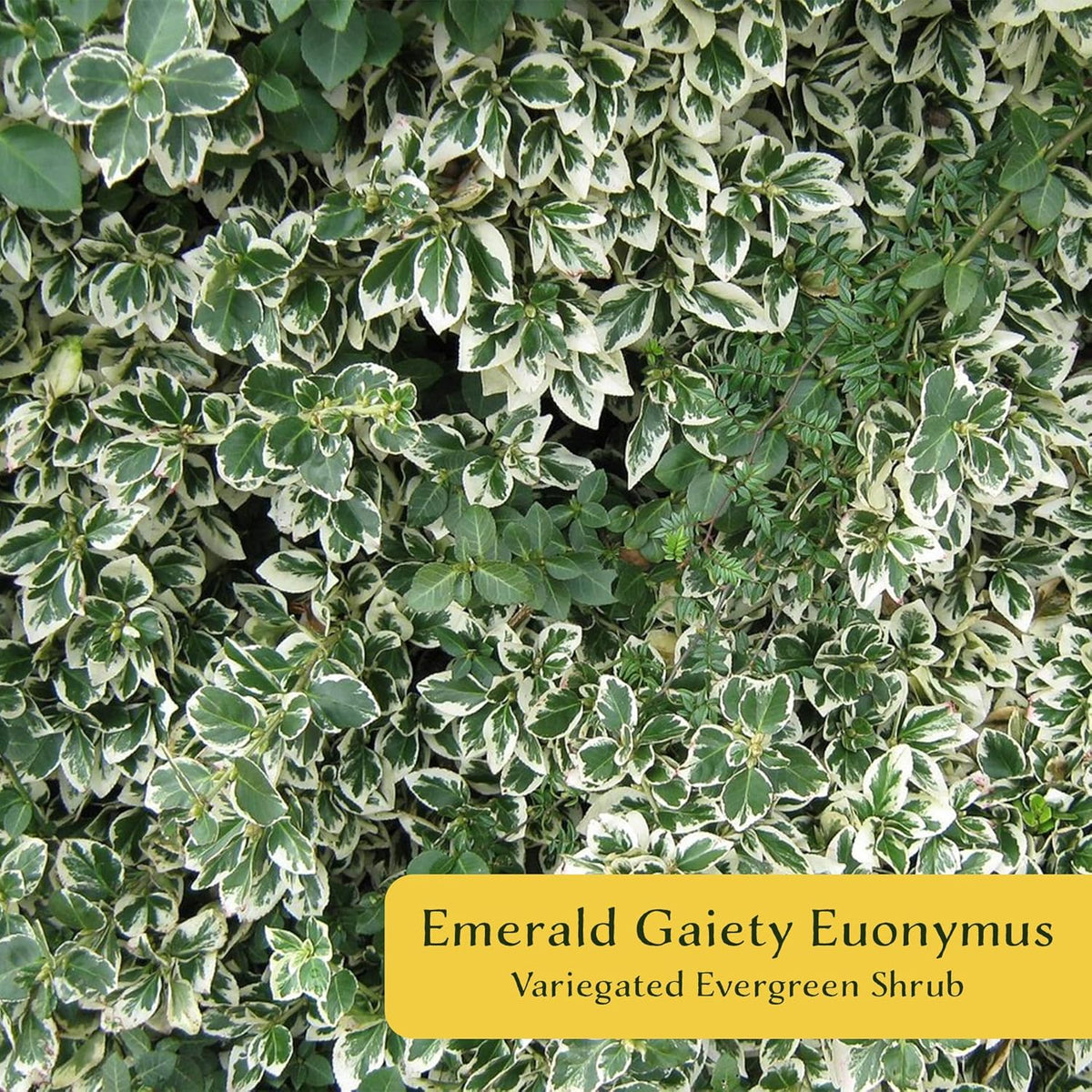 2 Emerald Gaiety Euonymus in 3.5" Nursery Cubes | Euonymus fortunei ‘Emerald Gaiety’ | Live Plants