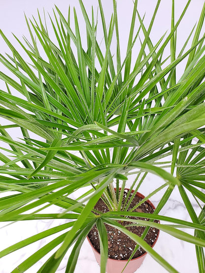 European Fan Palm - Tropical Plants of Florida - Live Palm Tree Plant - Overall Height 30" to 36"