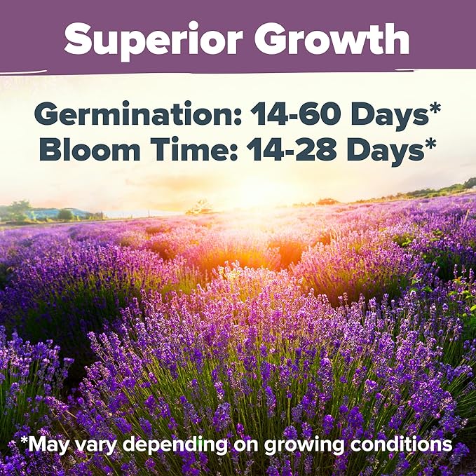 HOME GROWN 𝗨𝗦𝗔 𝗣𝗥𝗘𝗠𝗜𝗨𝗠 English Lavender Seeds 1,500+ 𝗡𝗢𝗡-𝗚𝗠𝗢 Wildflower Seed for