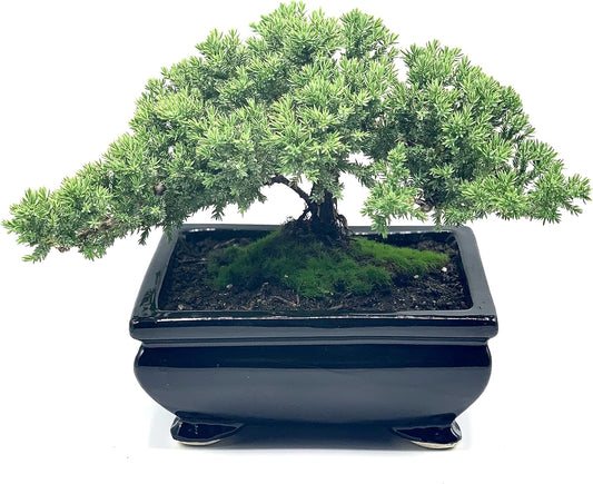 Live Dwarf Juniper Bonsai Tree | Indoor/Outdoor | 100% Handcrafted| Home and Office Décor | Best
