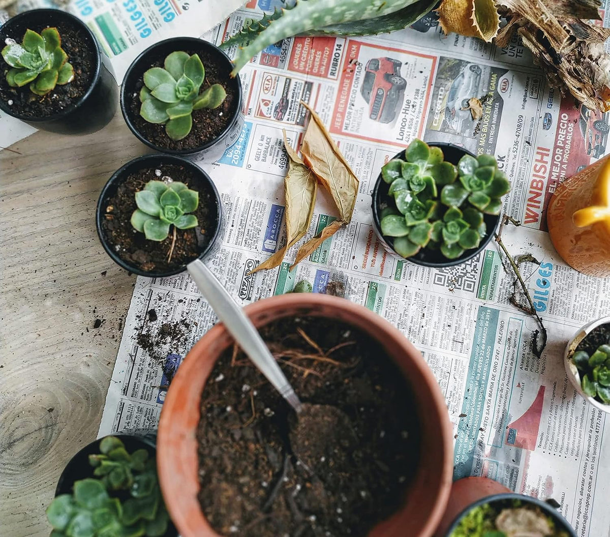 Shop Succulents Pastel Succulent Plant Pack Collection - Live Mini Succulent Plants, Low