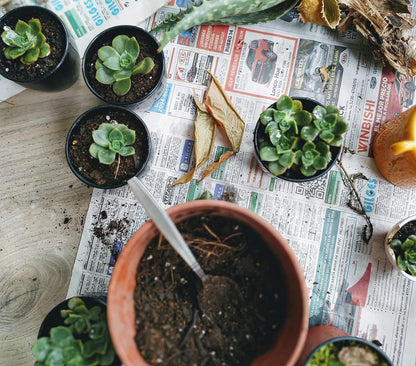 Shop Succulents Pastel Succulent Plant Pack Collection - Live Mini Succulent Plants, Low