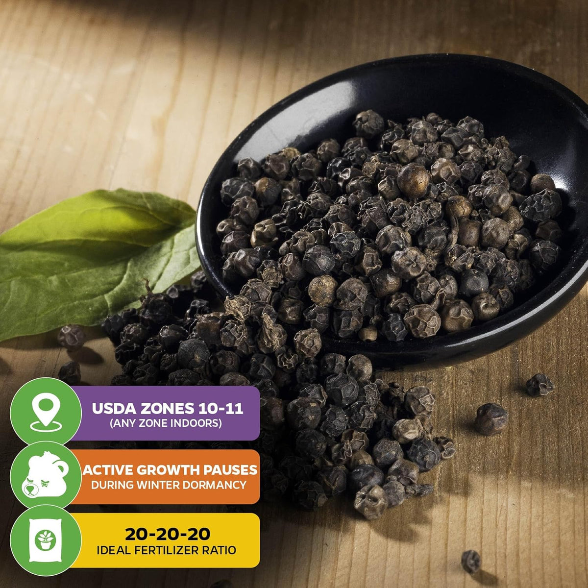 Black Pepper - Piper nigrum - Wellspring Gardens Starter Plant, Live Peppercorn Tree, Herb for