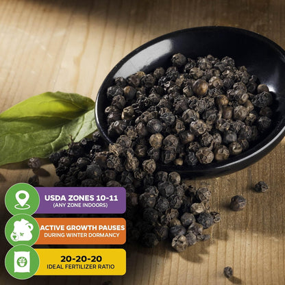 Black Pepper - Piper nigrum - Wellspring Gardens Starter Plant, Live Peppercorn Tree, Herb for