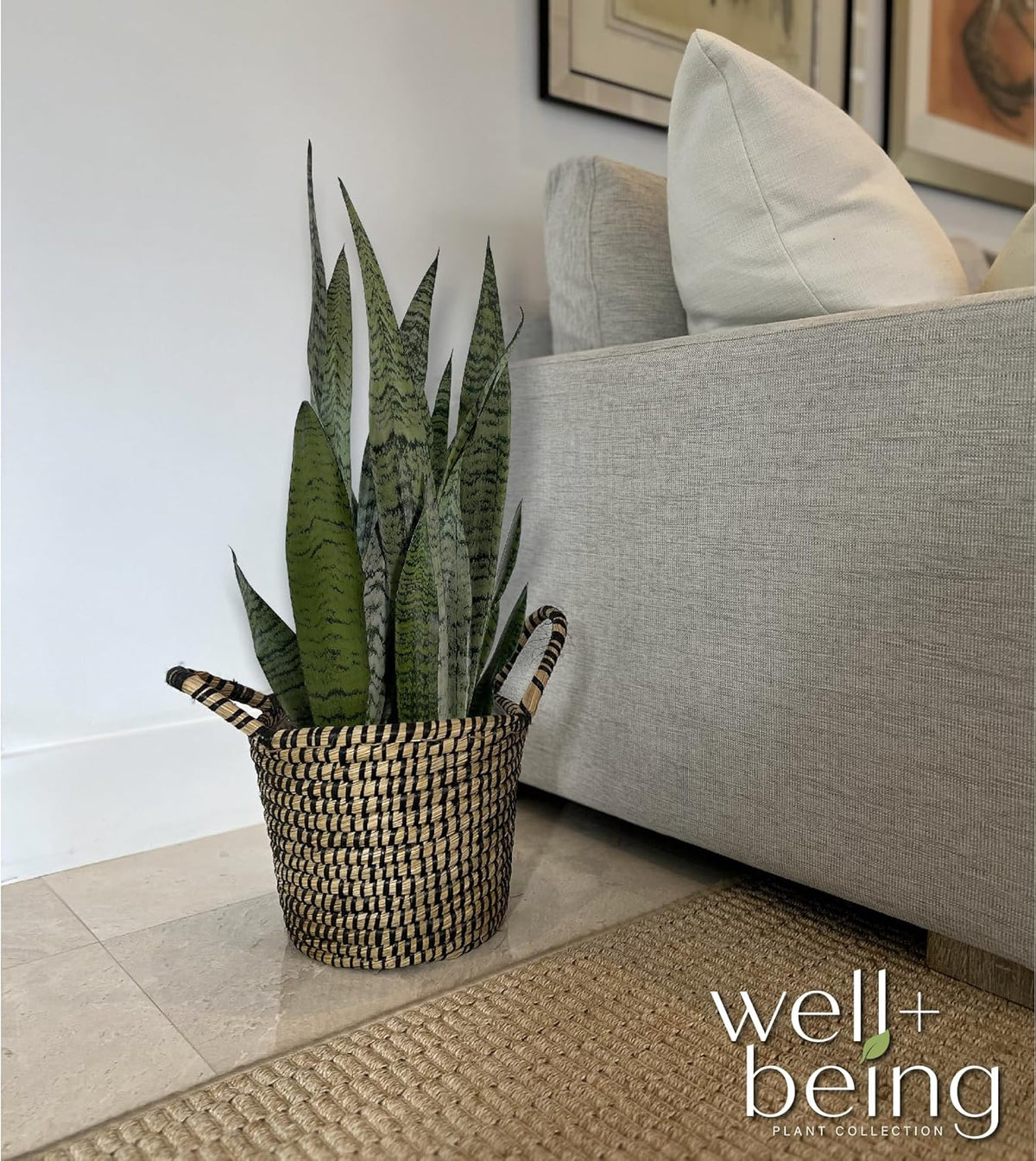 Nature's Way Farms, Sansevieria Zeylanica, Snake Plant, Live Houseplant, Easy Care, Air-Purifying