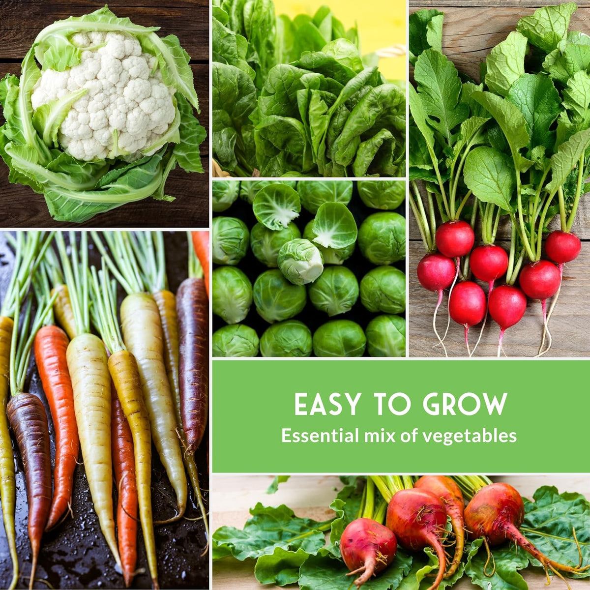 Fall & Winter Vegetable Seed Collection – 8 Packs of Non-GMO Heirloom Seeds for Planting Vegetables