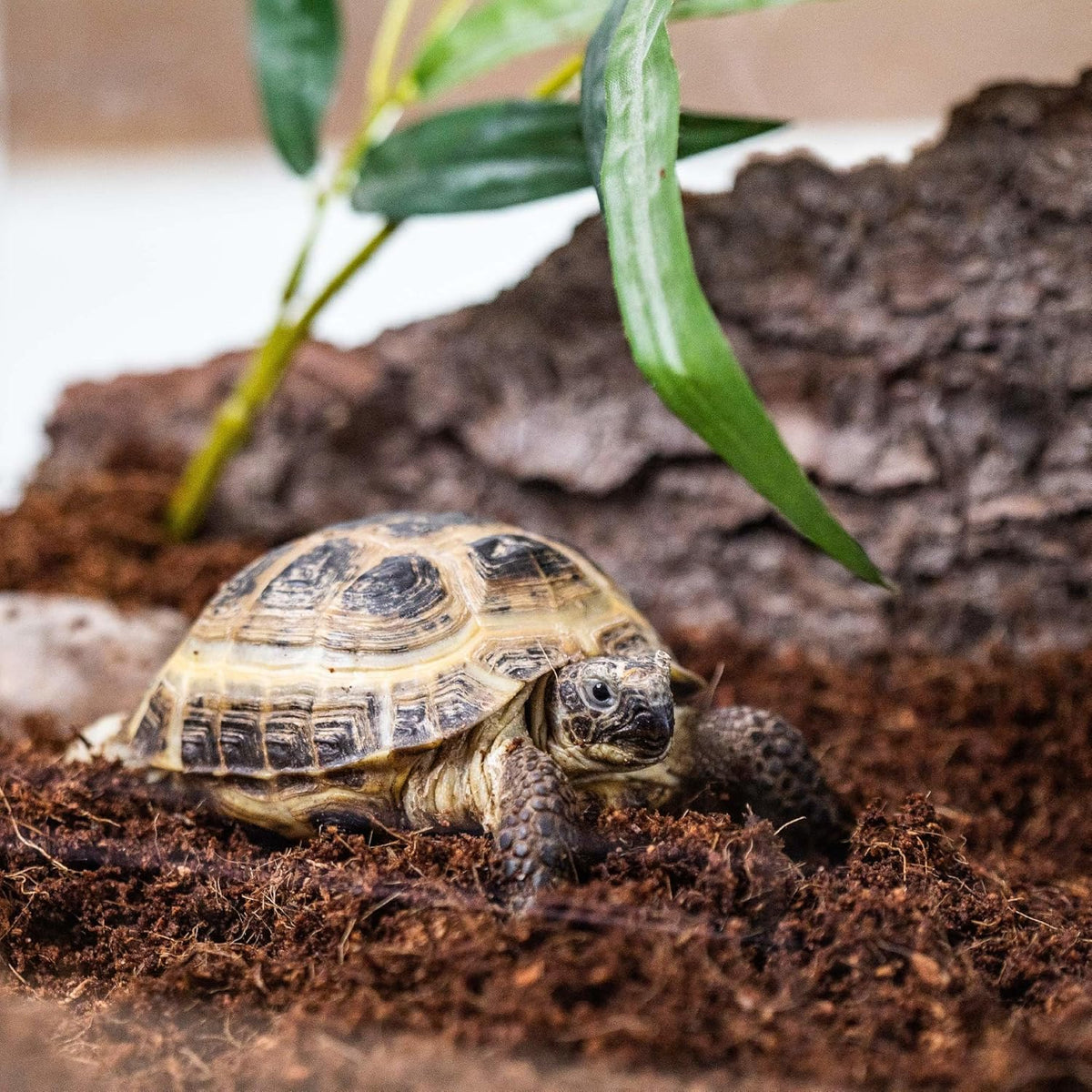 GARDENERA Terrarium Potting Soil Mix - Hand-Blended with Coco Coir, Charcoal, Pumice, and