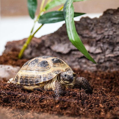 GARDENERA Terrarium Potting Soil Mix - Hand-Blended with Coco Coir, Charcoal, Pumice, and