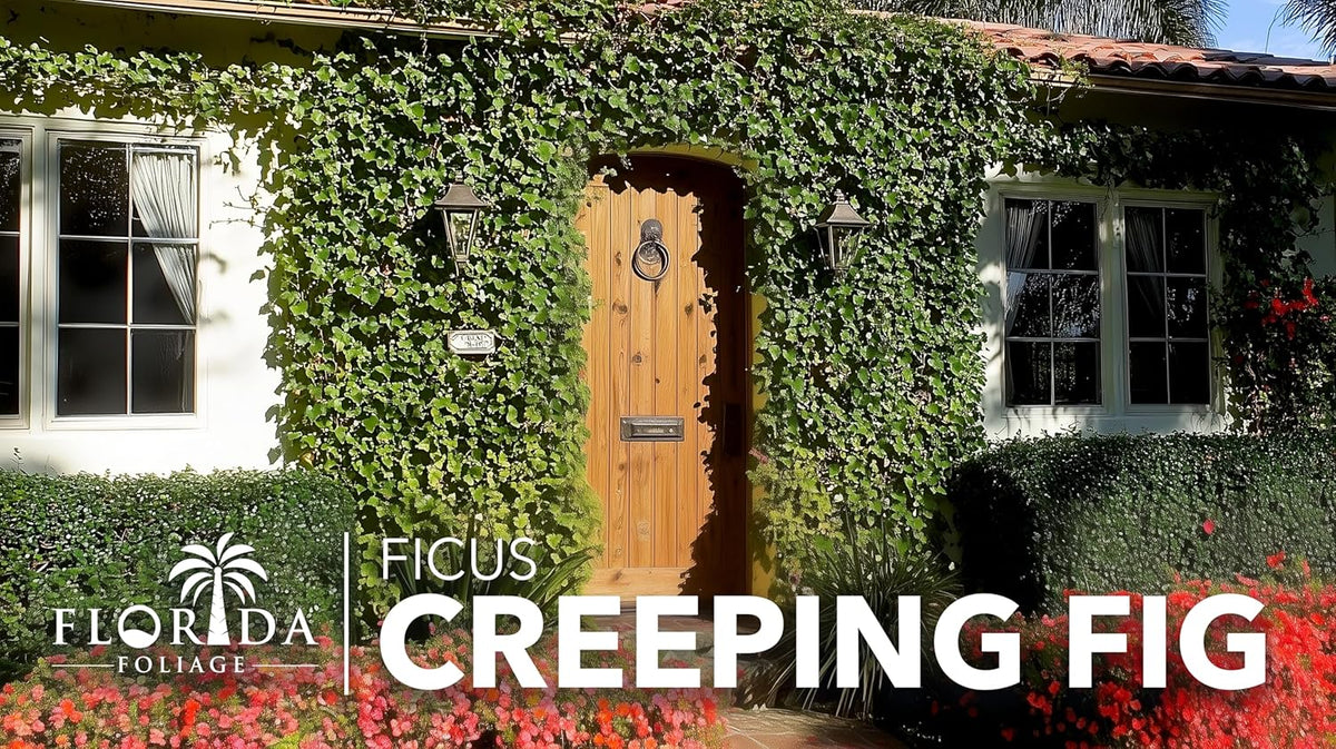 Creeping Fig Vine | 10 Live Plants | Ficus Pumila | Fast-Growing Ground Cover | Evergreen Climbing