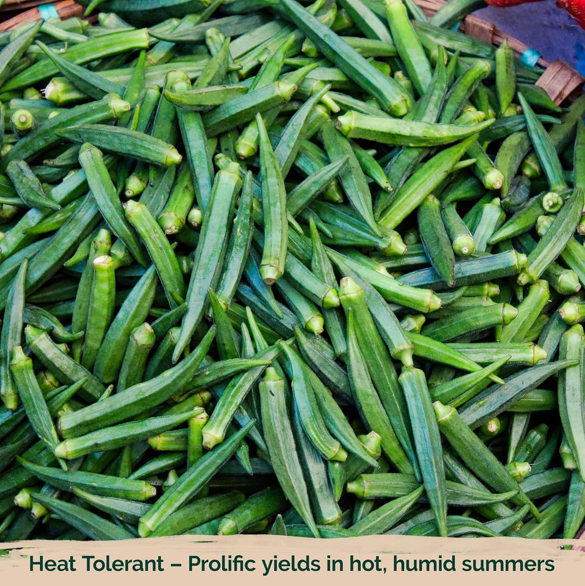 KVITER 125 Clemson Spineless 80 Okra Seeds for Planting (Abelmoschus esculentus) – Heirloom &