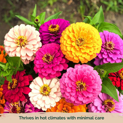 KVITER 550 Dahlia Zinnia Seeds for 2025 Mix (Zinnia Elegans) – Double Blooms, Heirloom & Organic