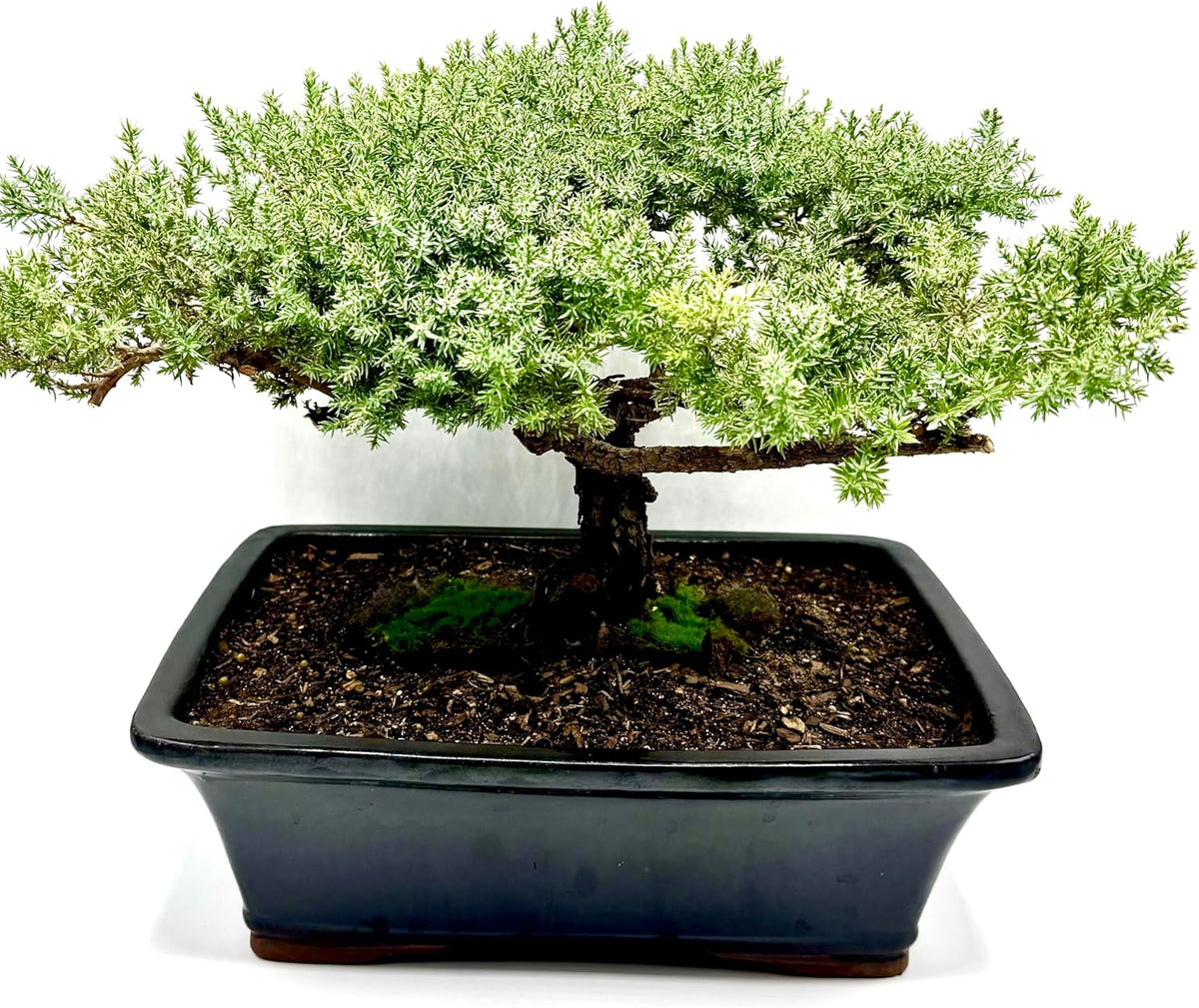 Live Dwarf Juniper Bonsai Tree 15+Years Old | Juniper or Jade Bonsai Tree | Indoor/Outdoor | 100%