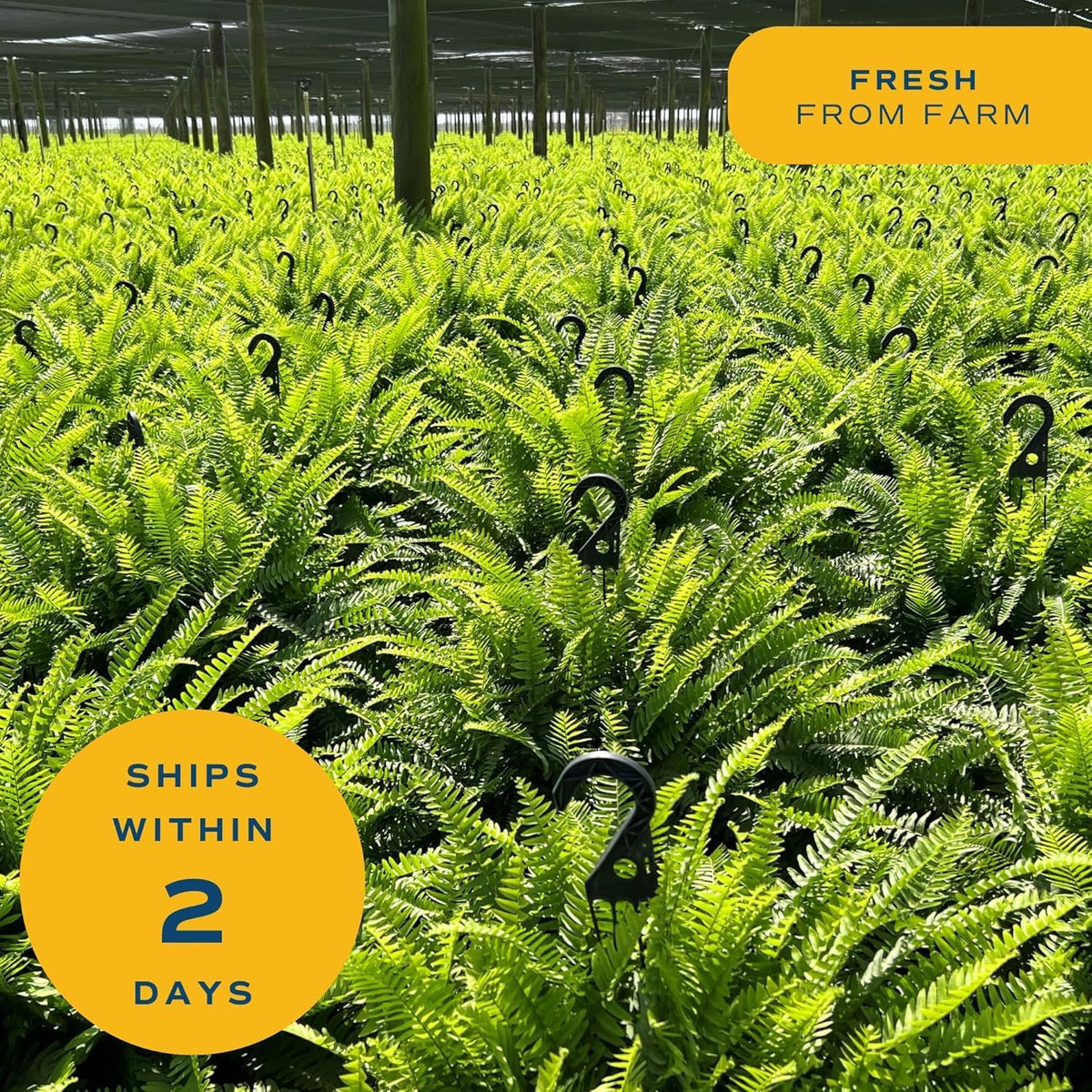 Costa Farms Ferns (2 Pack), Live Premium Boston Fern Plants in Hanging Basket Planters, Houseplants