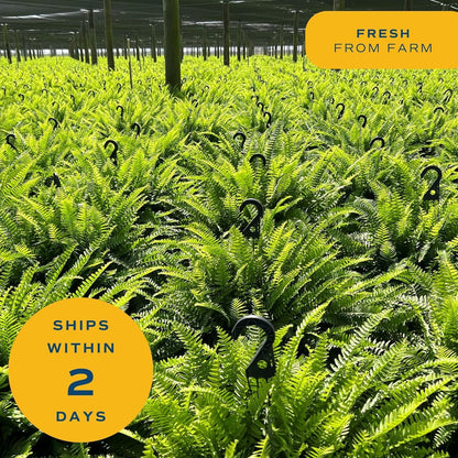 Costa Farms Ferns (2 Pack), Live Premium Boston Fern Plants in Hanging Basket Planters, Houseplants