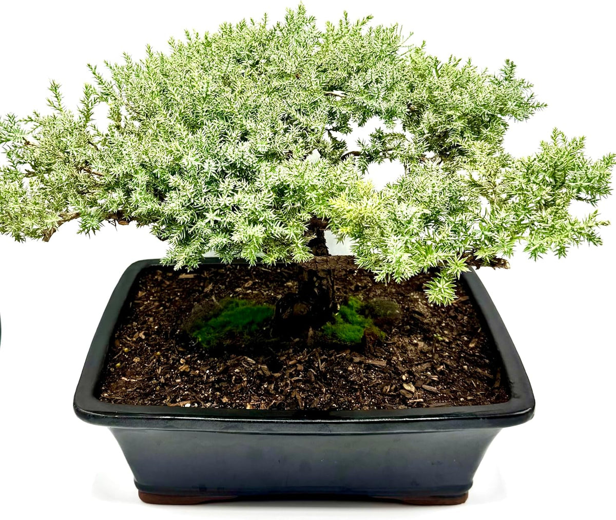 Live Dwarf Juniper Bonsai Tree 15+Years Old | Juniper or Jade Bonsai Tree | Indoor/Outdoor | 100%