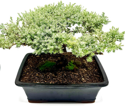 Live Dwarf Juniper Bonsai Tree 15+Years Old | Juniper or Jade Bonsai Tree | Indoor/Outdoor | 100%