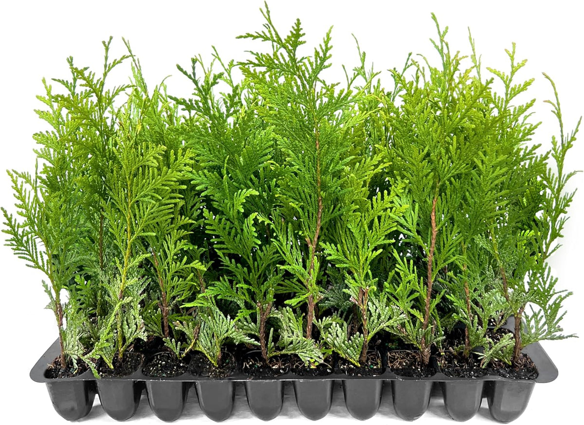 Thuja Green Giant | 60 Live Trees | Thuja standishii x plicata | Fast Growing Privacy Screen |