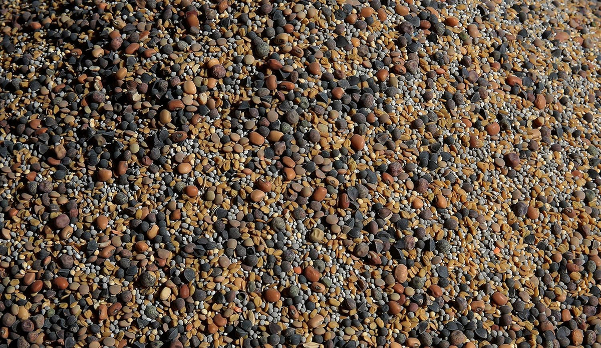No-Till Cover Crop 13-Seed Mix: 50% Clovers Plus Fenugreek, Vetch, Flax, Cowpeas, Buckwheat, Forage