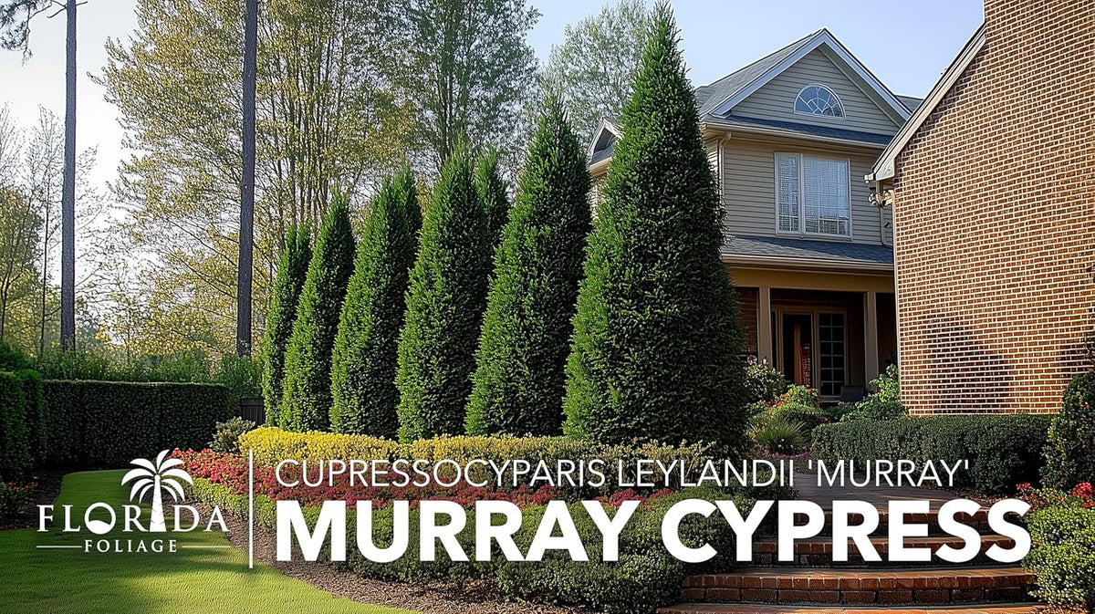 Murray Cypress | 20 Live Plants | Cupressocyparis leylandii 'Murray' | Fast Growing Privacy Trees |