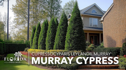 Murray Cypress | 20 Live Plants | Cupressocyparis leylandii 'Murray' | Fast Growing Privacy Trees |