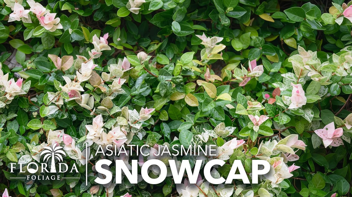 Asiatic Jasmine 'Snowcap' | 1 Large Gallon Size Plant | Trachelospermum Asiaticum Snowcap |
