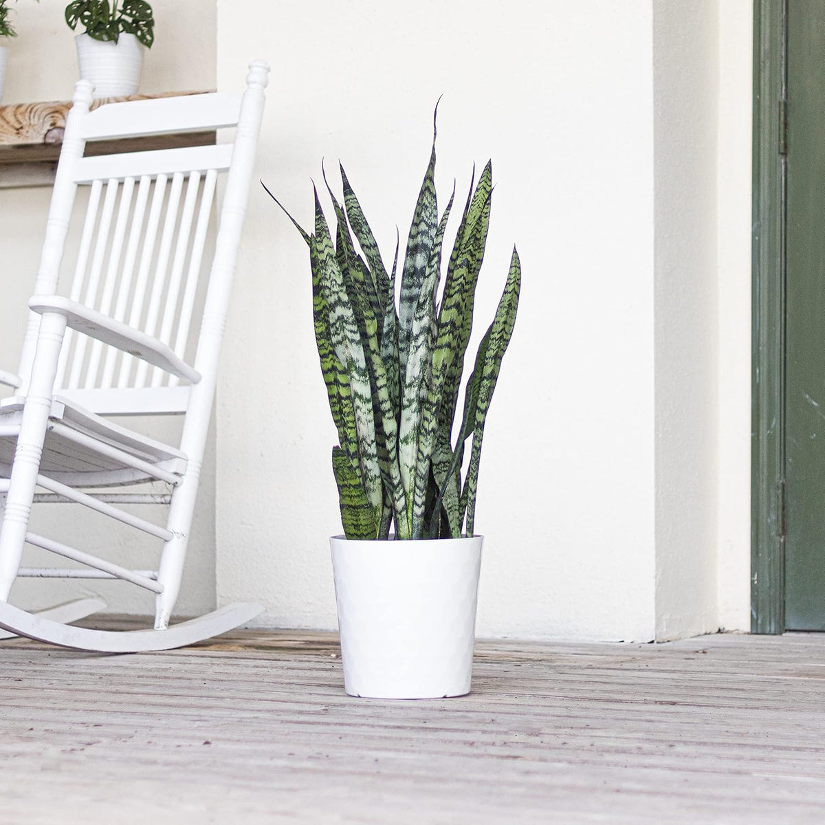United Nursery Sansevieria Zeylanica Live Indoor Snake Plant 26-32 Shipping Size Shipped Fresh in