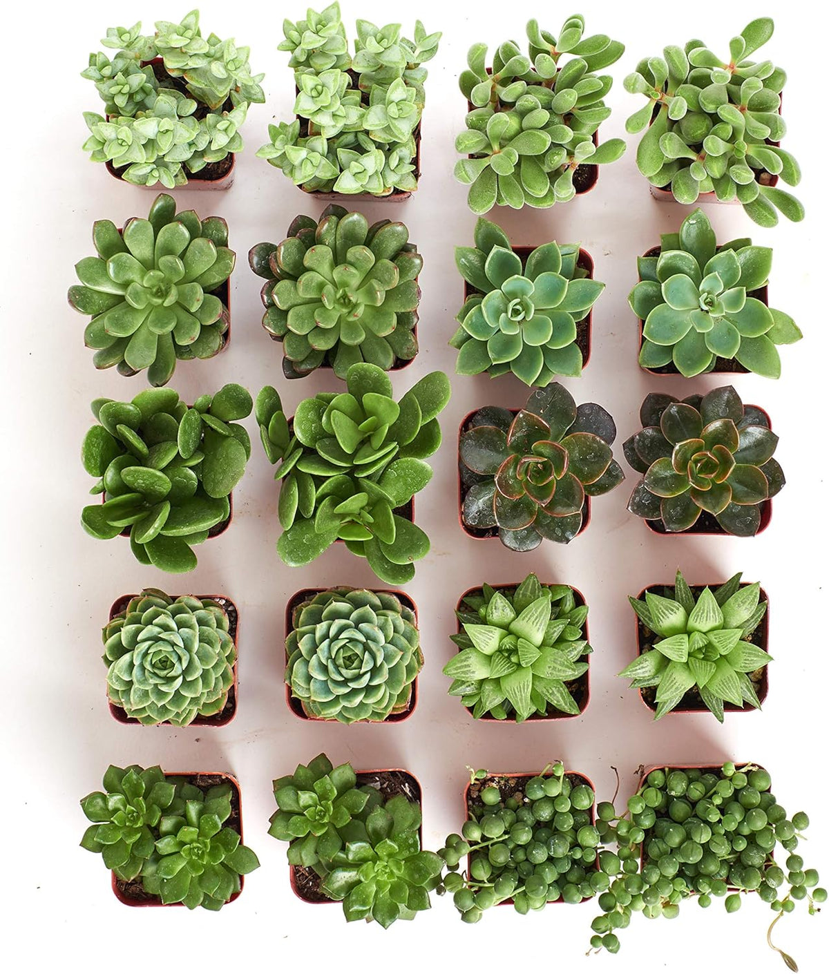 Shop Succulents Verde Succulent Plant Pack Bulk Collection - Live Mini Succulent Plants, Low
