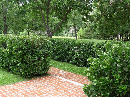 Viburnum Suspensum - 10 Live Plants - Evergreen Privacy Hedge