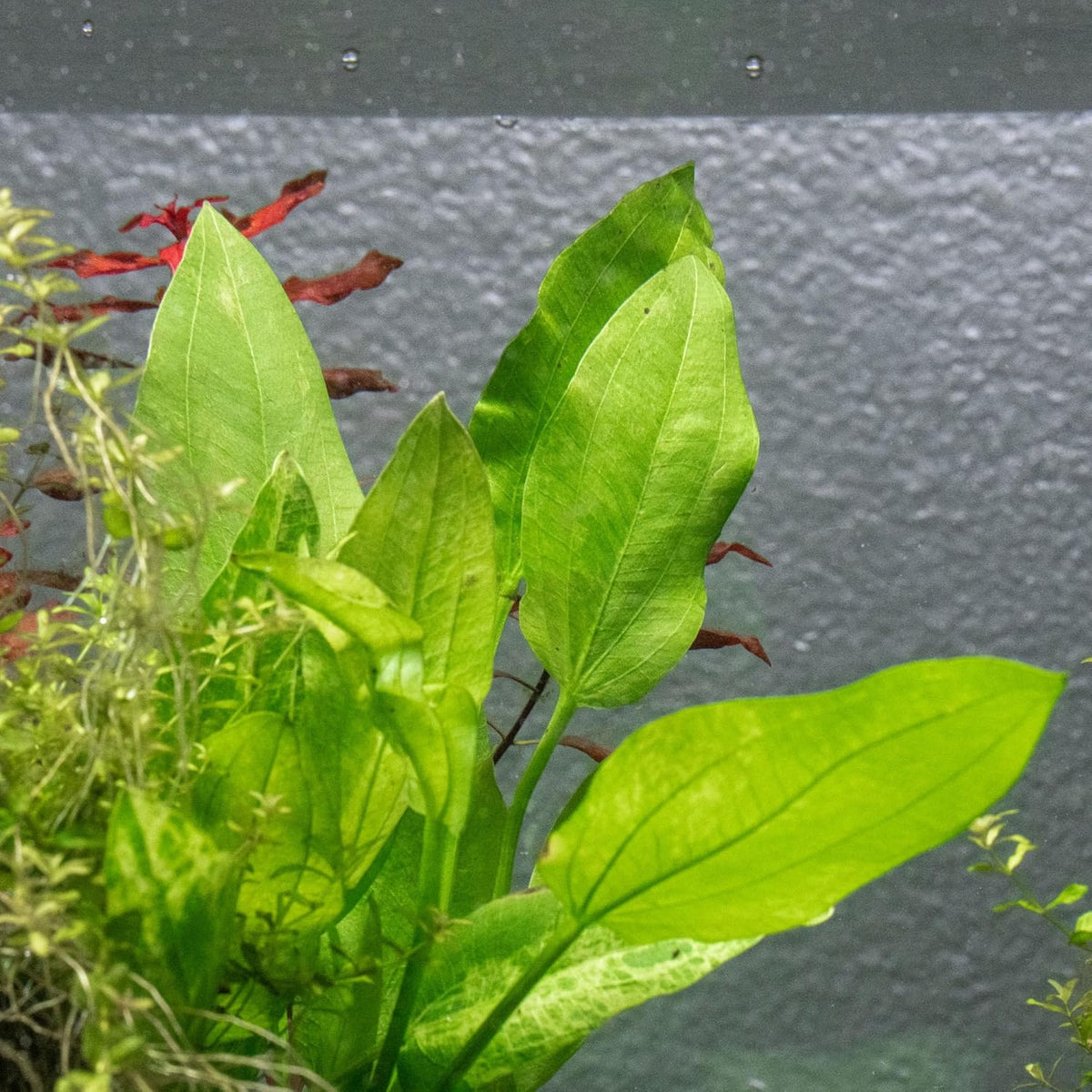 Ultum Nature Systems Live Tissue Culture - Echinodorus 'Reni' (Echinodorus reni) - Easy - Medium to