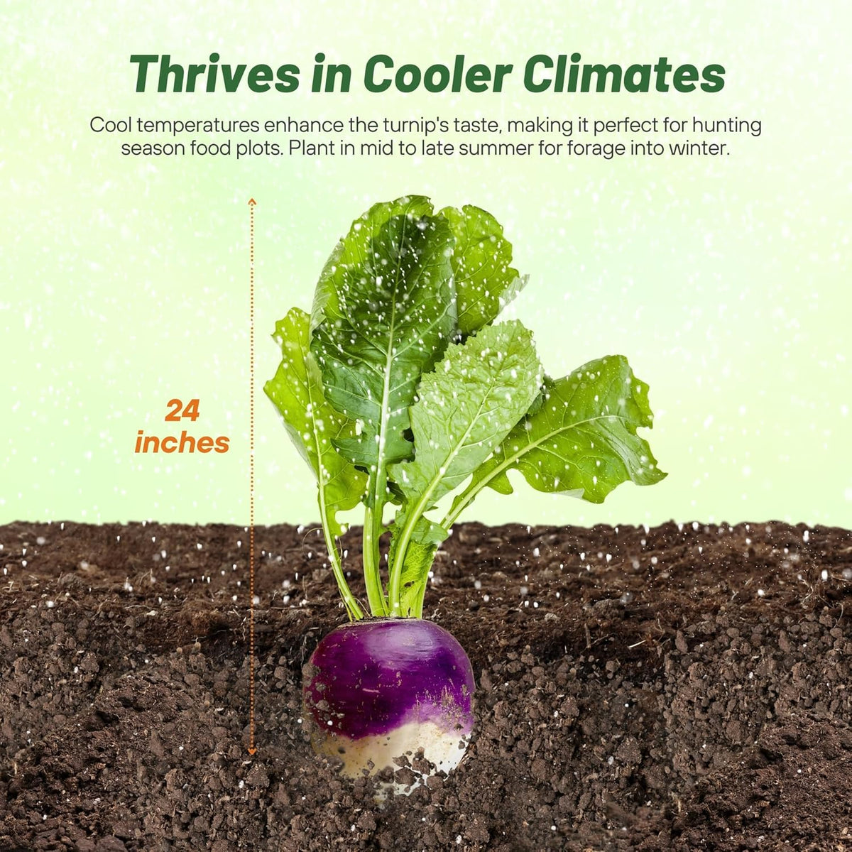 Outsidepride Purple Top Turnip Seeds - 50 Lbs High-Yield, High Protein Turnip Seed, Ideal Cover