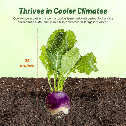 Outsidepride Purple Top Turnip Seeds - 50 Lbs High-Yield, High Protein Turnip Seed, Ideal Cover