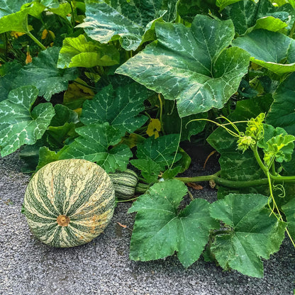 Squash Seeds - Winter - Cushaw Green Striped - 4 Oz ~680 Seeds - Cucurbita argyrosperma - Farm &