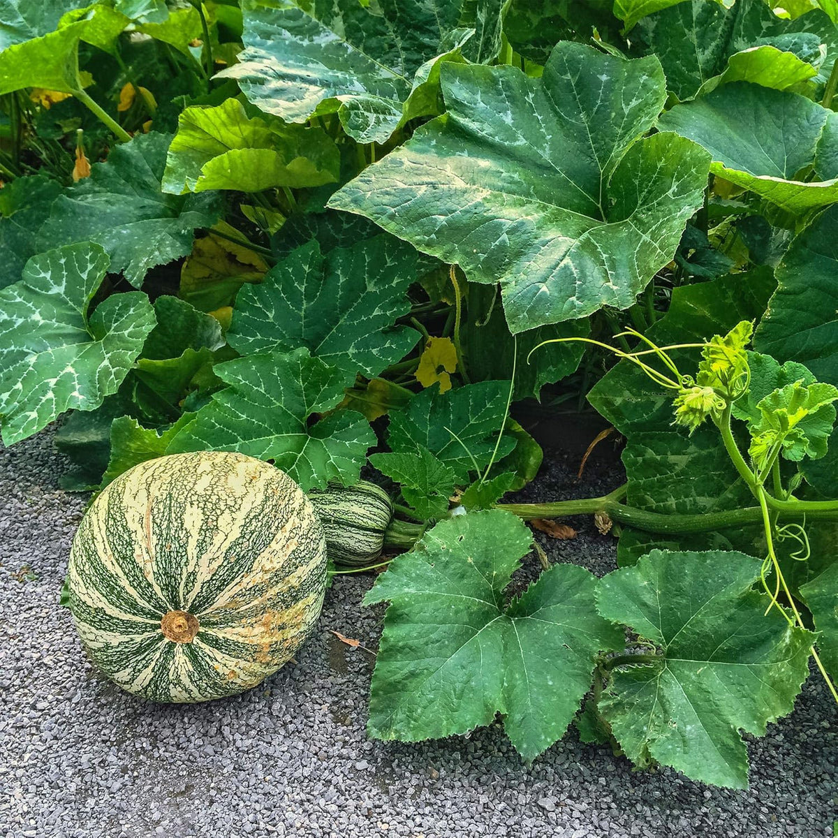 Squash Seeds - Winter - Cushaw Green Striped - 1 Oz ~170 Seeds - Cucurbita argyrosperma - Farm &