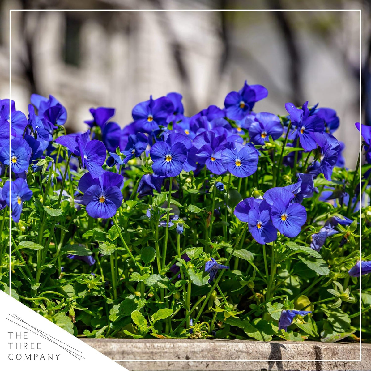 Live Healthy Flowering Pansies - Blue (4 Plants Per Pack), Beautiful Fall Color, 6" Tall by 4" Wide