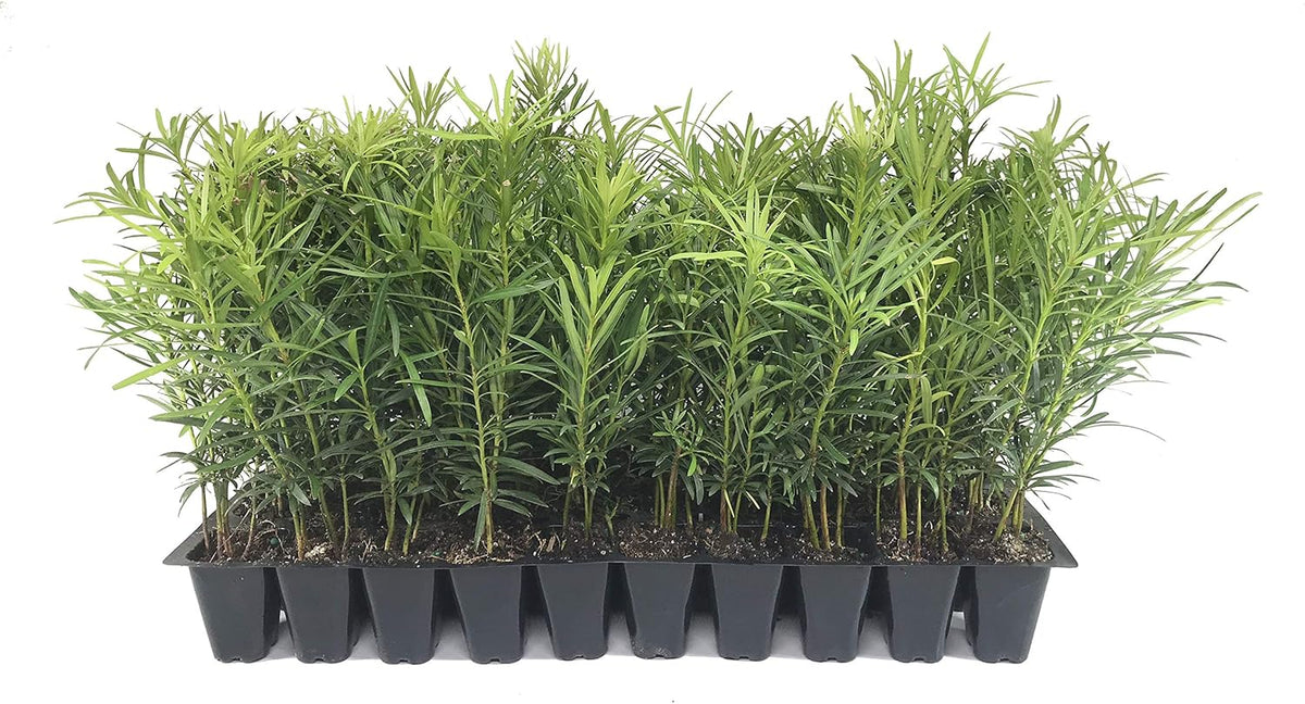 Podocarpus Japanese Yew | 40 Live Plants | Podocarpus Macrophyllus | Evergreen Shrub, Low
