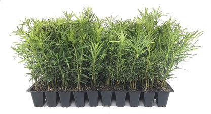 Podocarpus Japanese Yew | 40 Live Plants | Podocarpus Macrophyllus | Evergreen Shrub, Low
