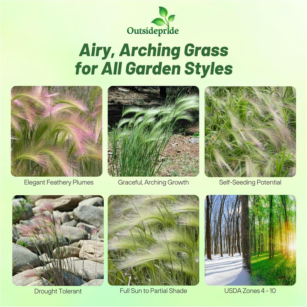 Outsidepride 2000 Seeds Perennial Hordeum Jubatum Foxtail Barley Ornamental Grass Seed for Planting