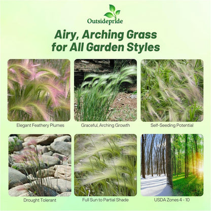 Outsidepride 2000 Seeds Perennial Hordeum Jubatum Foxtail Barley Ornamental Grass Seed for Planting