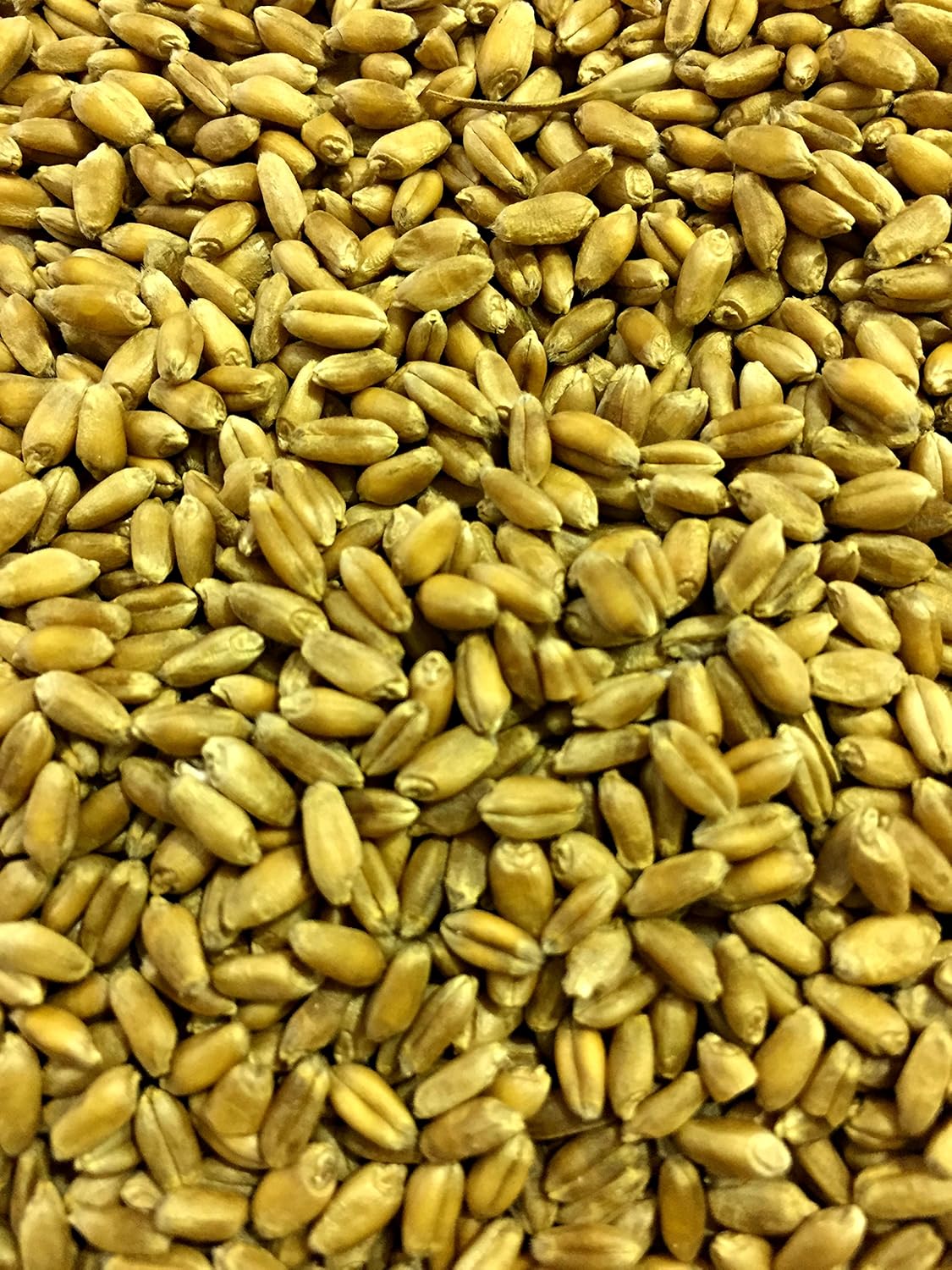 Non-GMO, Thunder Acres Premium Wheat Seed, Cat Grass Seed, Wheatgrass, Hard Red Winter Wheat (10